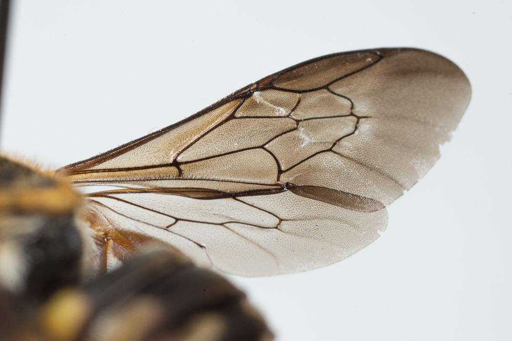  Rhodanthidium infuscatum (Erichson, 1835)
