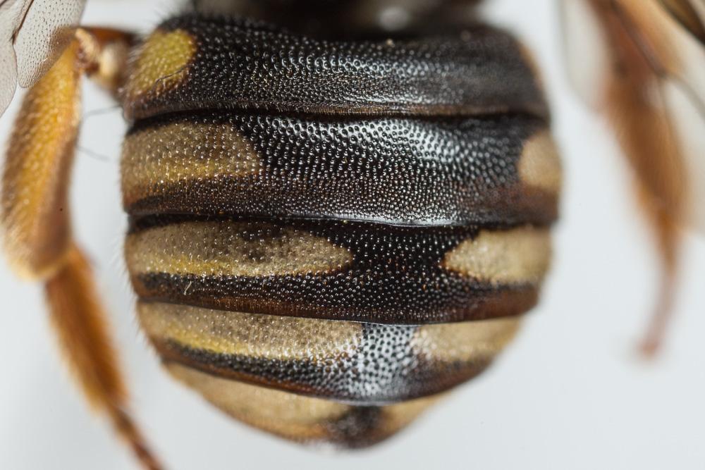  Rhodanthidium infuscatum (Erichson, 1835)