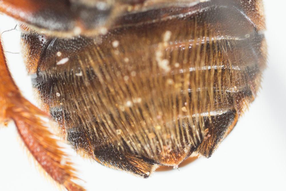  Rhodanthidium infuscatum (Erichson, 1835)