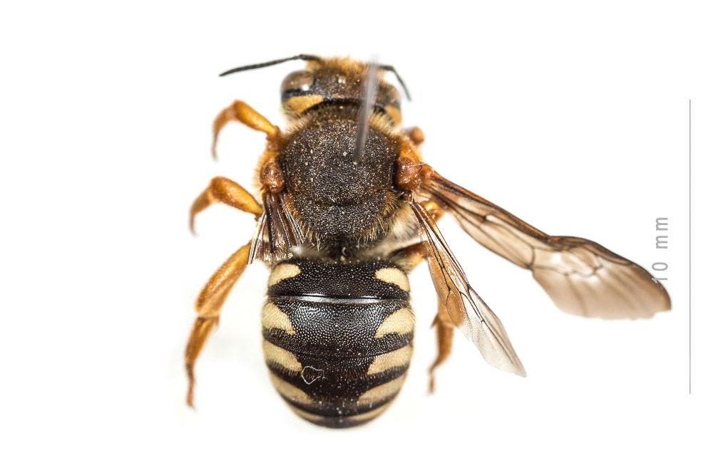  Rhodanthidium septemdentatum (Latreille, 1809)