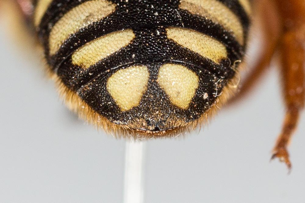 Le  Rhodanthidium septemdentatum (Latreille, 1809)