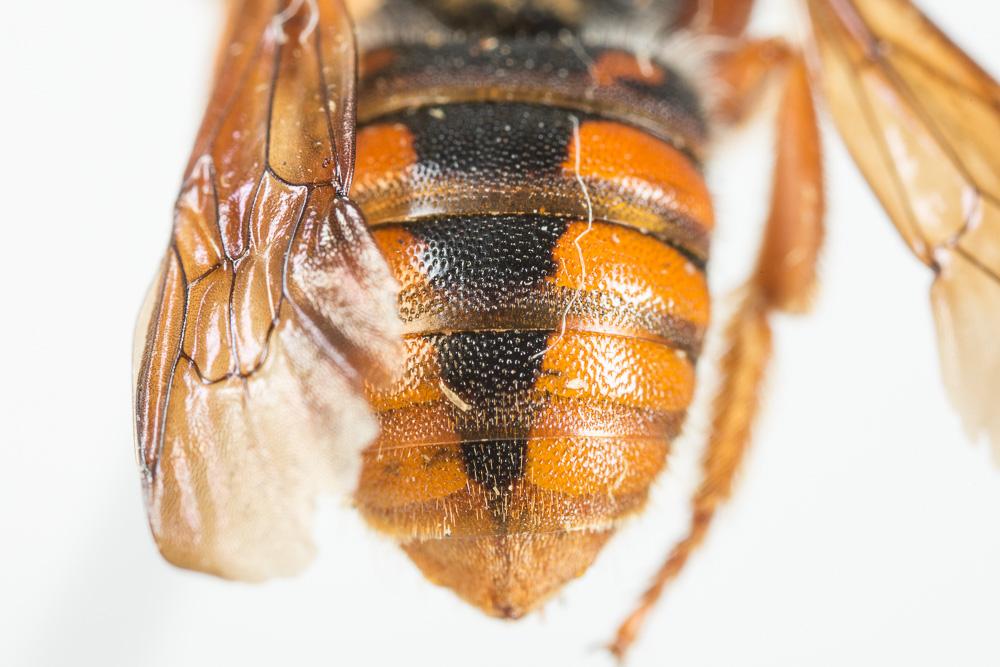 Rhodanthidium sticticum (Fabricius, 1787)