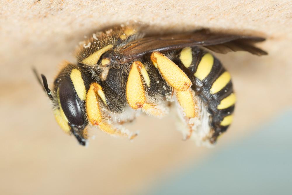  Trachusa interrupta (Fabricius, 1781)