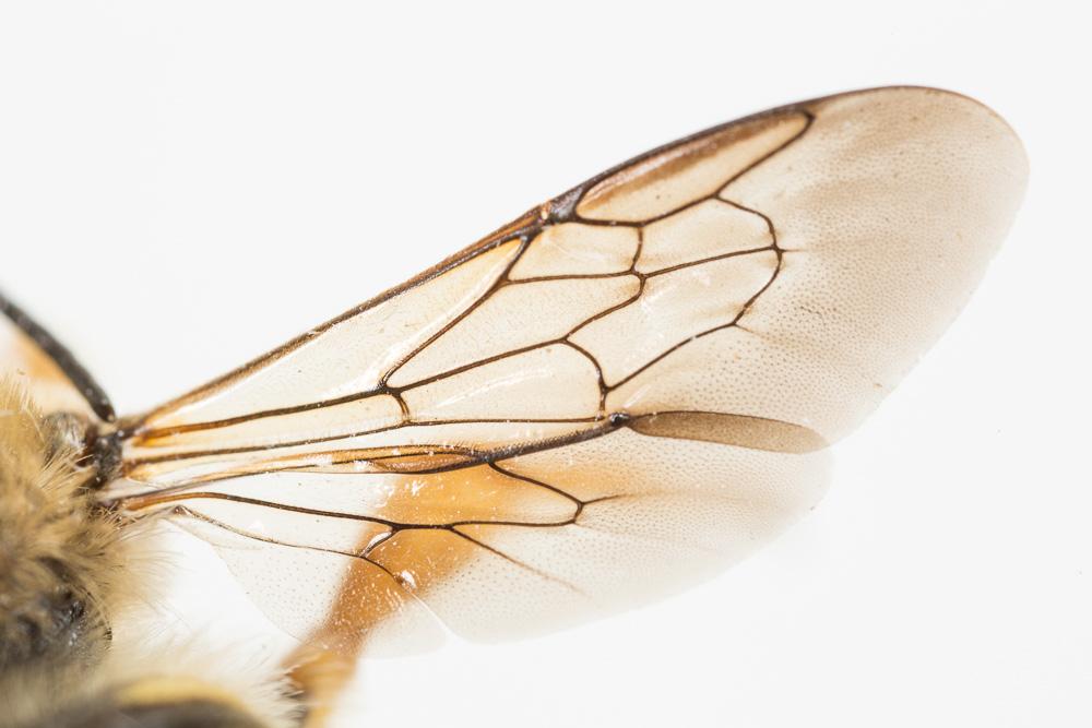  Trachusa integra (Eversmann, 1852)