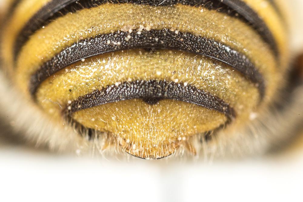  Trachusa integra (Eversmann, 1852)