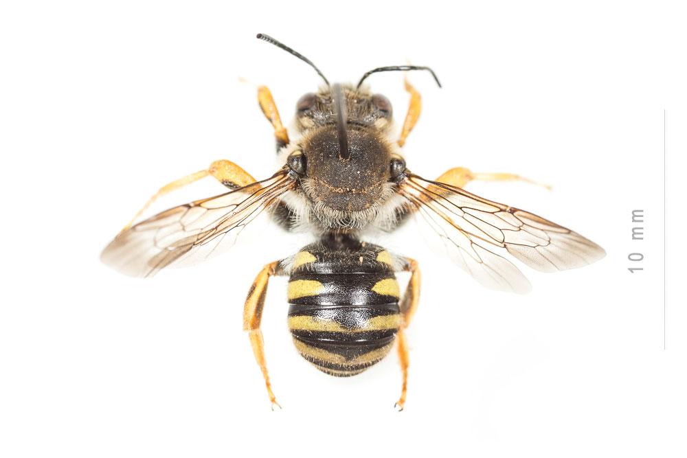  Trachusa interrupta (Fabricius, 1781)