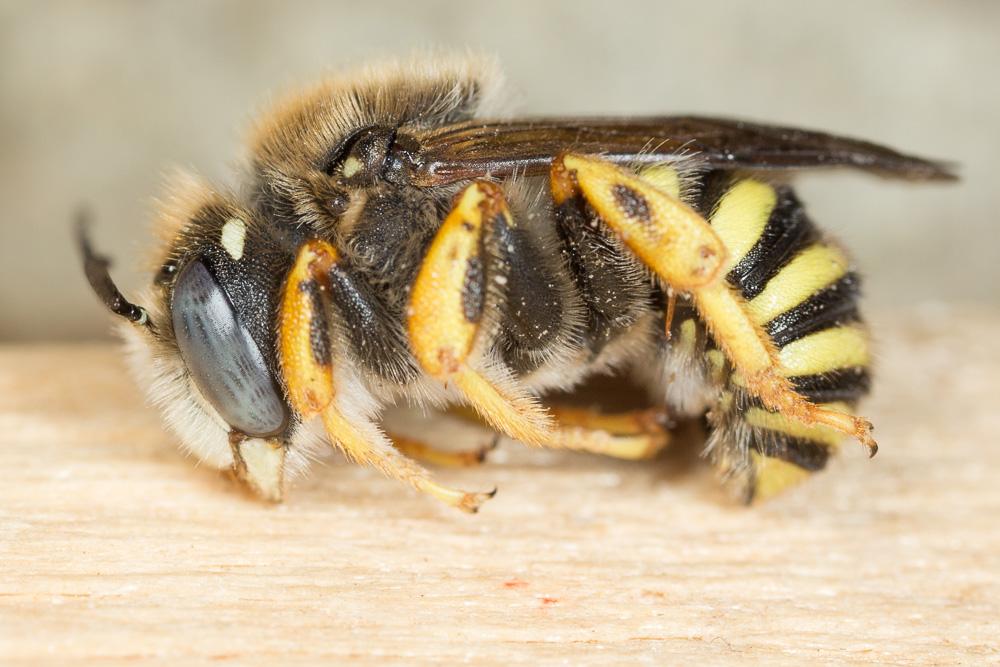  Trachusa interrupta (Fabricius, 1781)