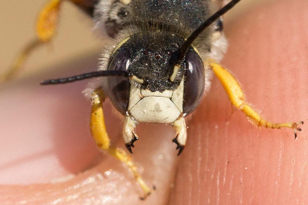  Trachusa interrupta (Fabricius, 1781)