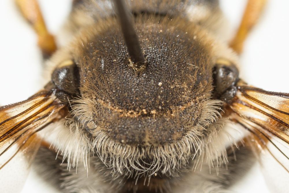  Trachusa interrupta (Fabricius, 1781)
