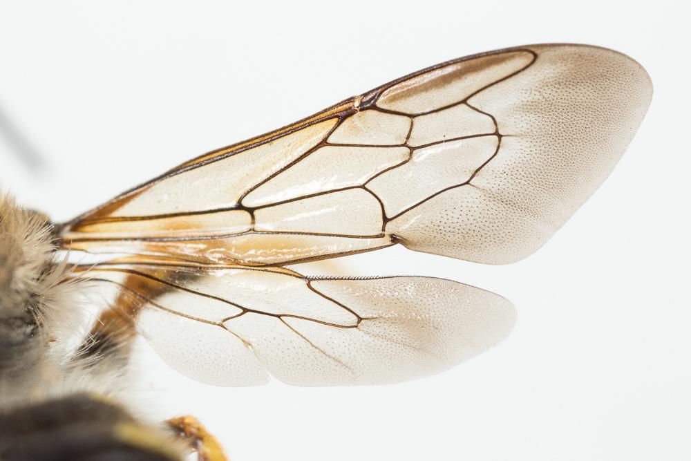  Trachusa interrupta (Fabricius, 1781)