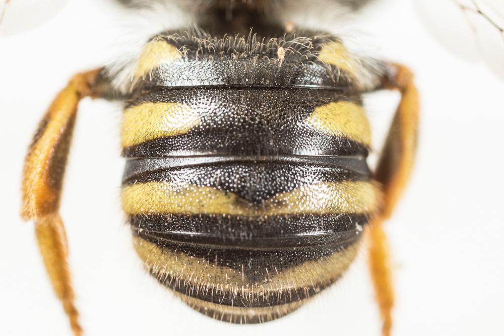  Trachusa interrupta (Fabricius, 1781)