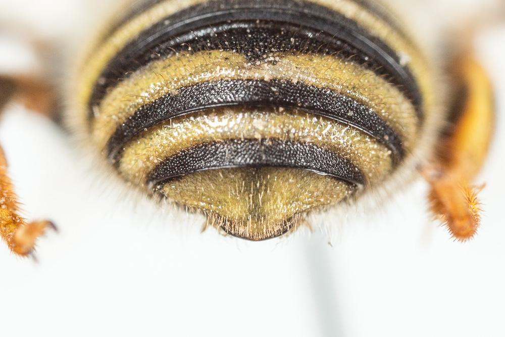 Trachusa interrupta (Fabricius, 1781)