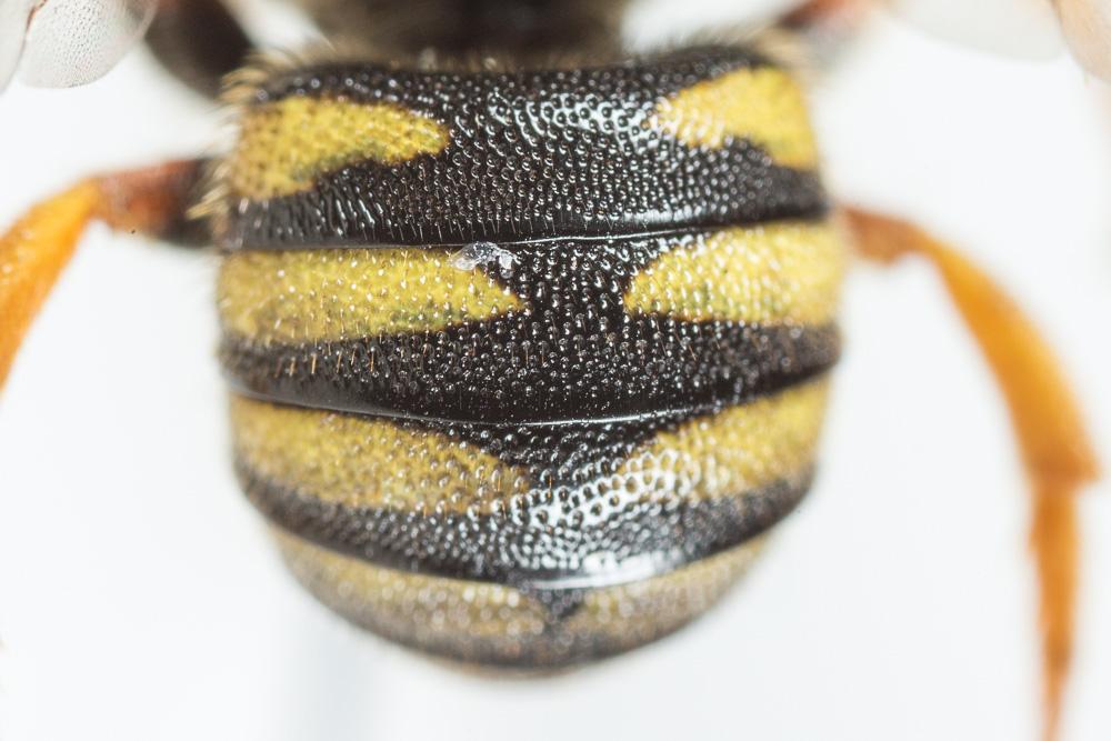  Stelis annulata (Lepeletier, 1841)
