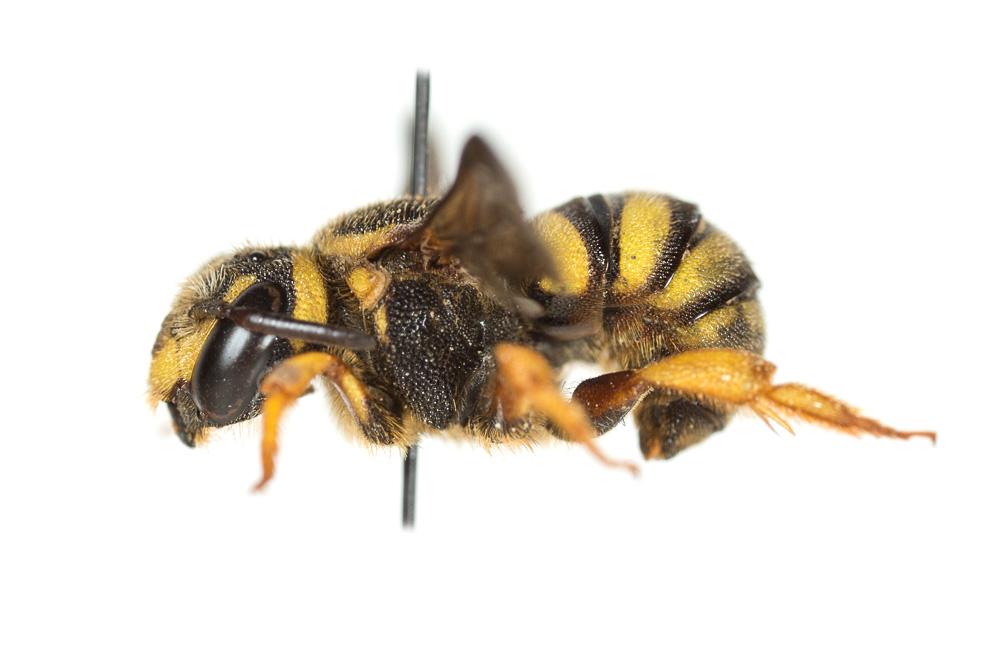 Stelis annulata (Lepeletier, 1841)
