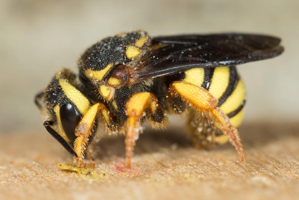  Stelis annulata (Lepeletier, 1841)