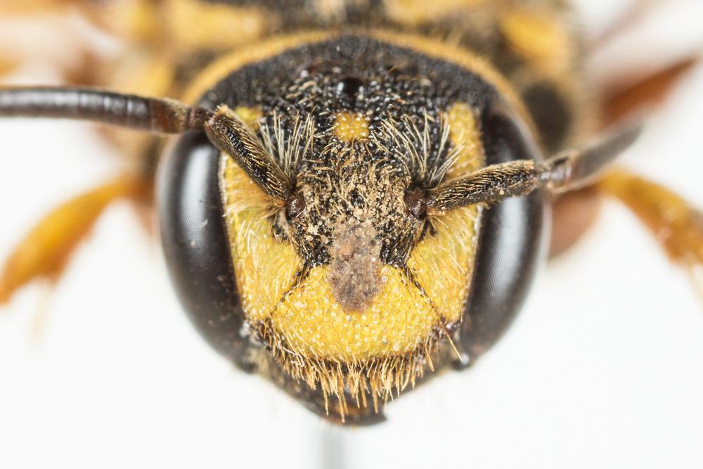  Stelis annulata (Lepeletier, 1841)