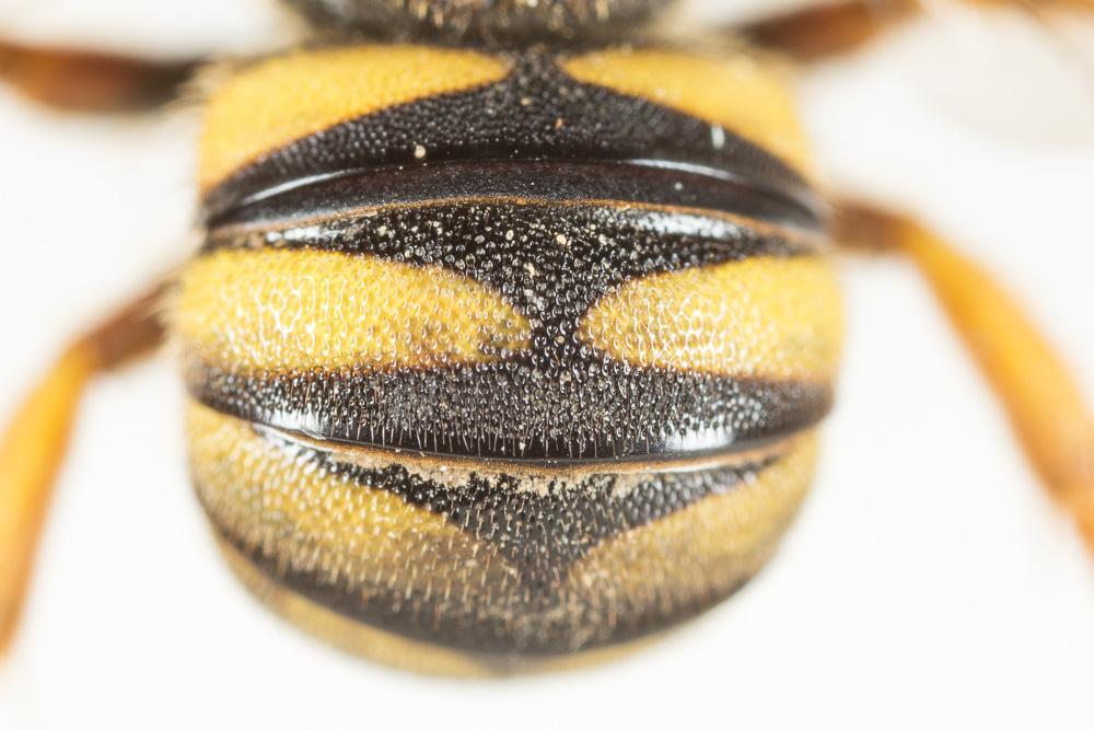  Stelis annulata (Lepeletier, 1841)