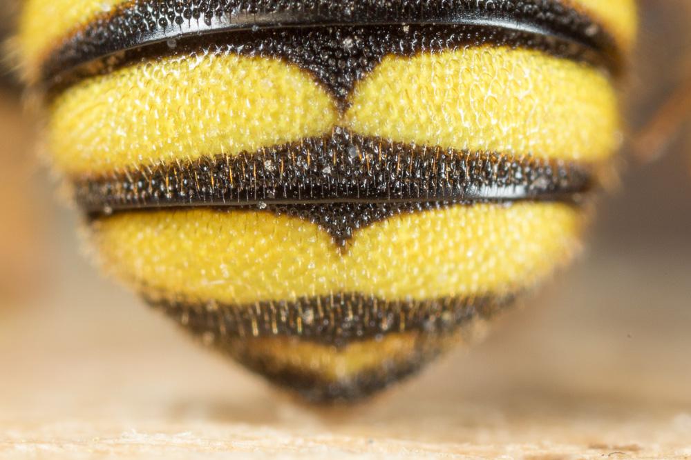 Stelis annulata (Lepeletier, 1841)
