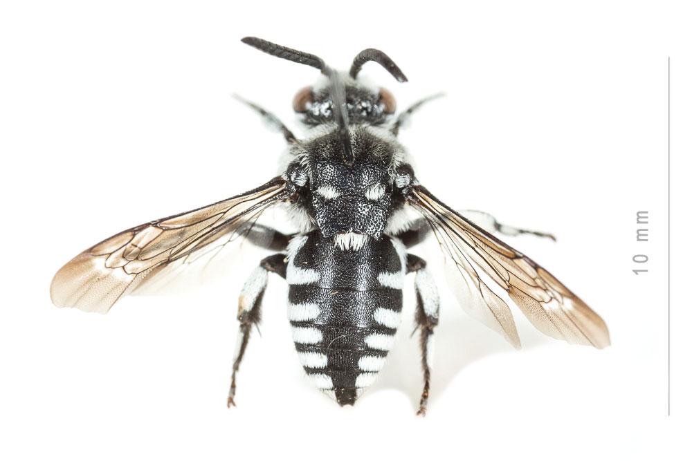 Crocise rameuse Thyreus ramosus (Lepeletier, 1841)