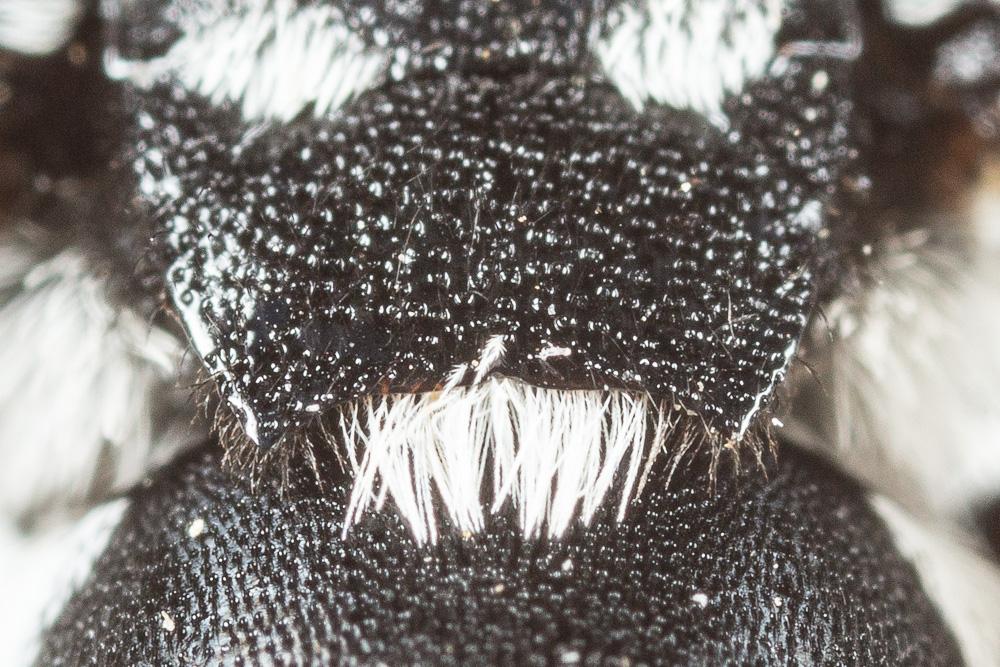 Crocise rameuse Thyreus ramosus (Lepeletier, 1841)