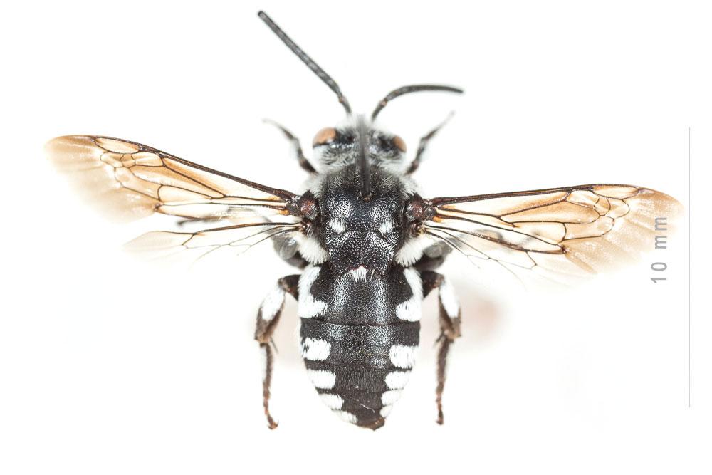 Crocise comédienne Thyreus histrionicus (Illiger, 1806)