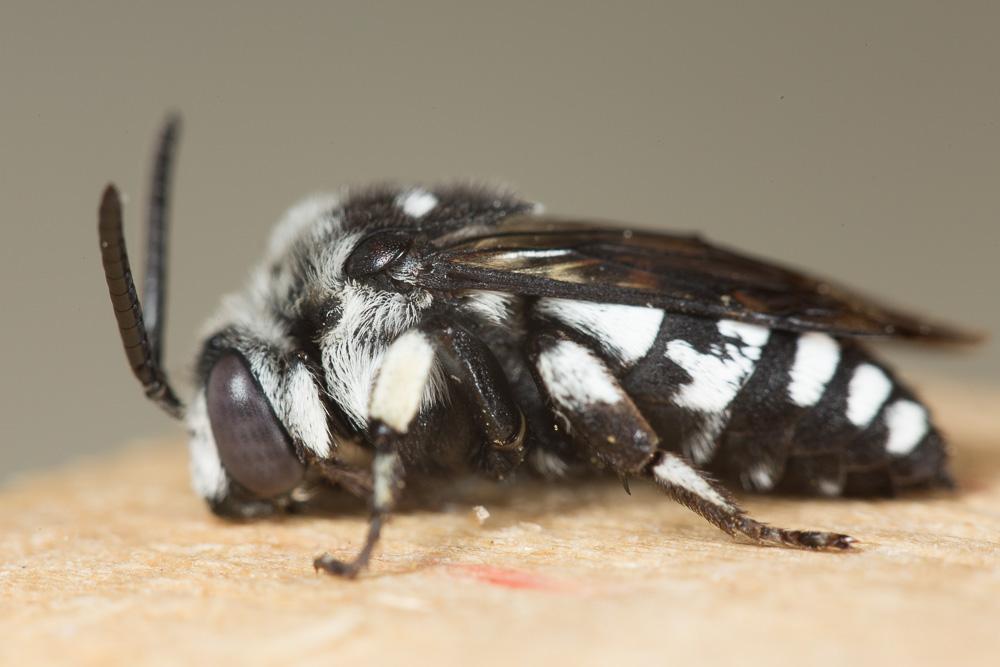 Crocise comédienne Thyreus histrionicus (Illiger, 1806)