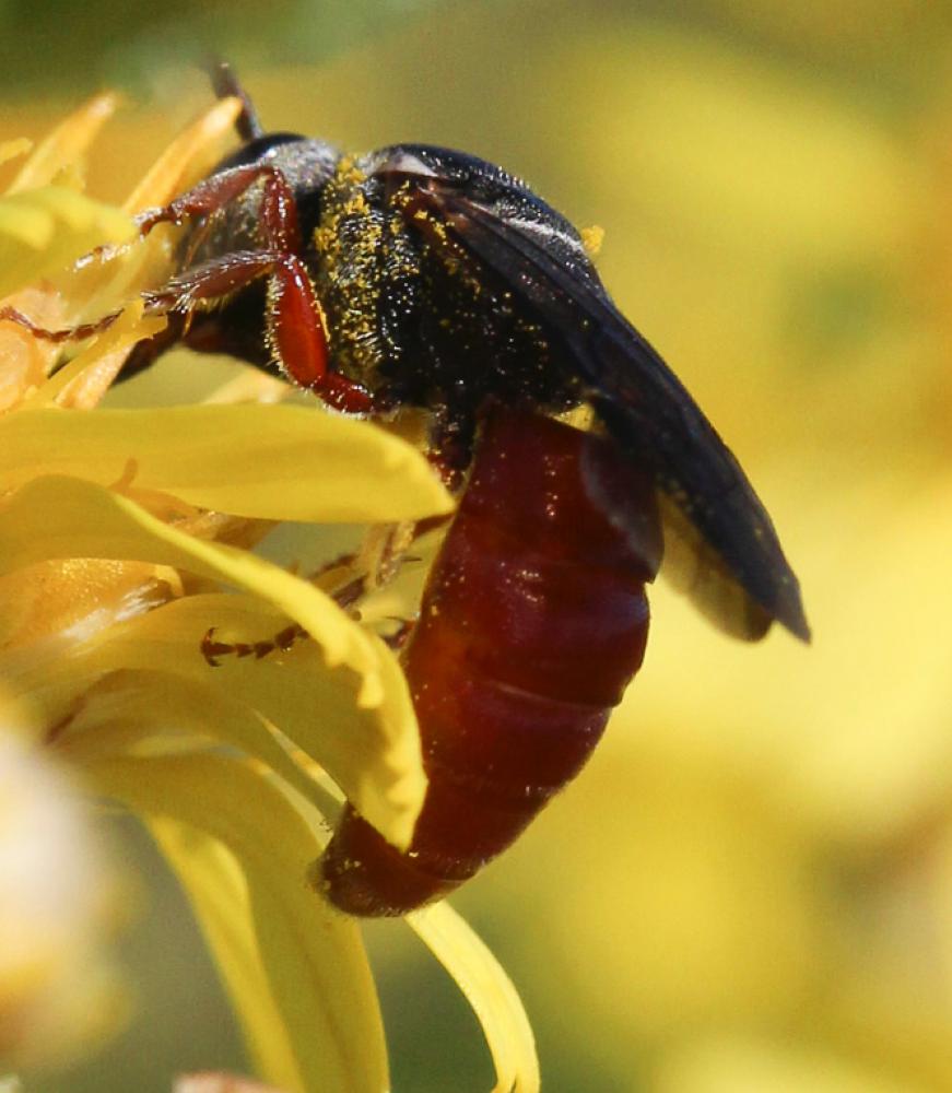  Sphecodes Latreille, 1804