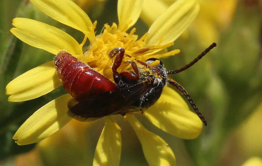  Sphecodes Latreille, 1804