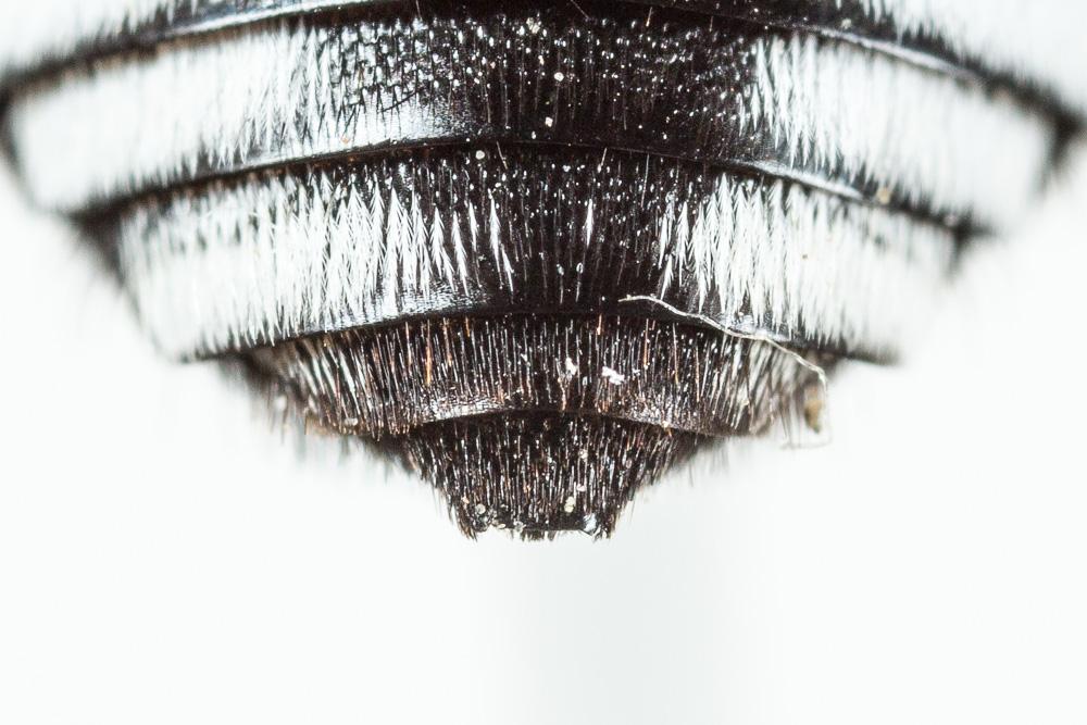 Crocise hérissée Thyreus hirtus (de Beaumont, 1940)
