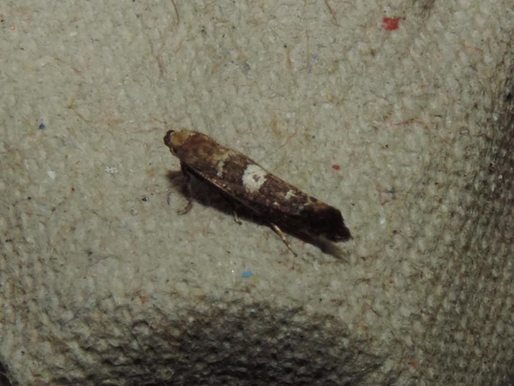 Acrolepiopsis assectella (Zeller, 1839)
