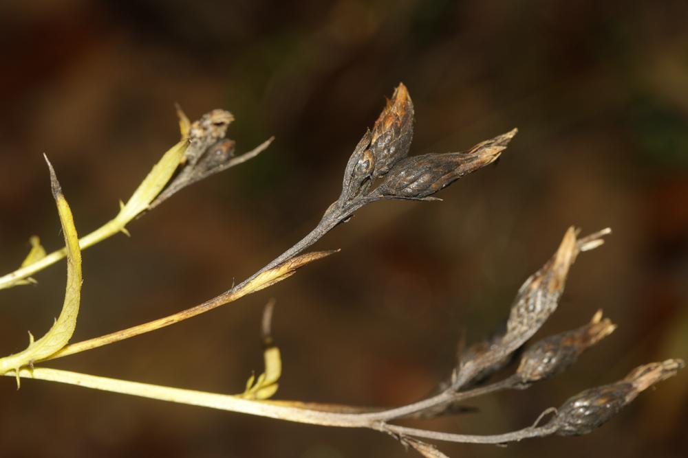 Serratule des teinturiers, Sarrette Serratula tinctoria L., 1753