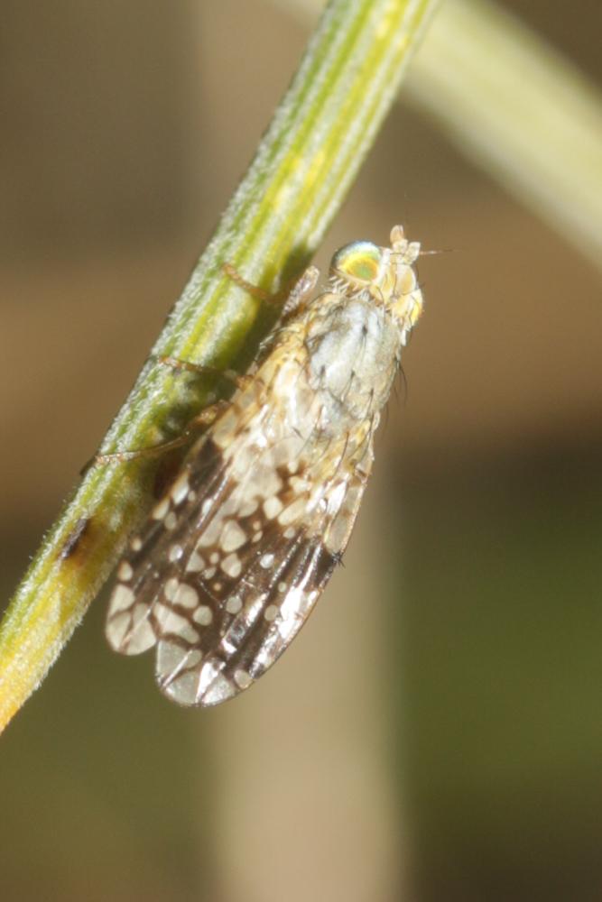 Tephritis pulchra (Loew, 1844)