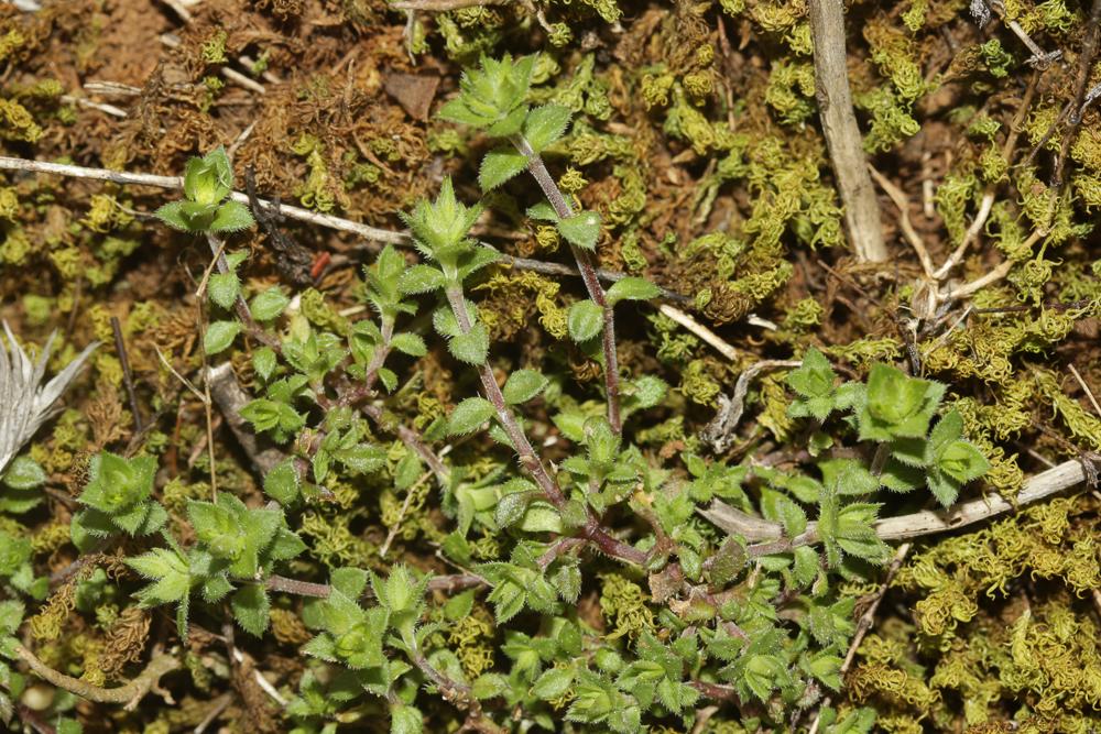 Saponaire faux-basilic Saponaria ocymoides L., 1753
