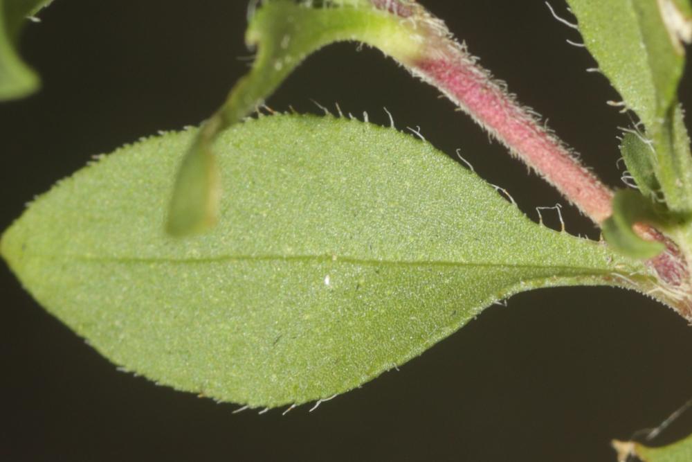 Saponaire faux-basilic Saponaria ocymoides L., 1753
