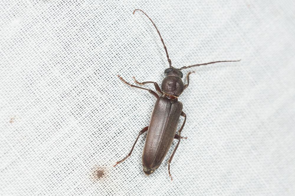 Arhopalus ferus (Mulsant, 1839)