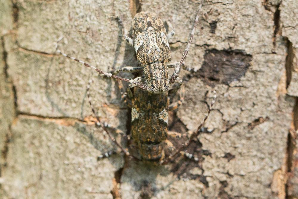 Mésose nébuleuse Mesosa nebulosa (Fabricius, 1781)