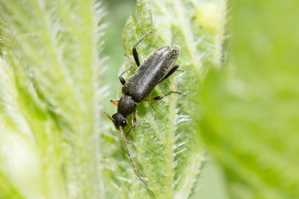 Grammoptera ruficornis (Fabricius, 1781)