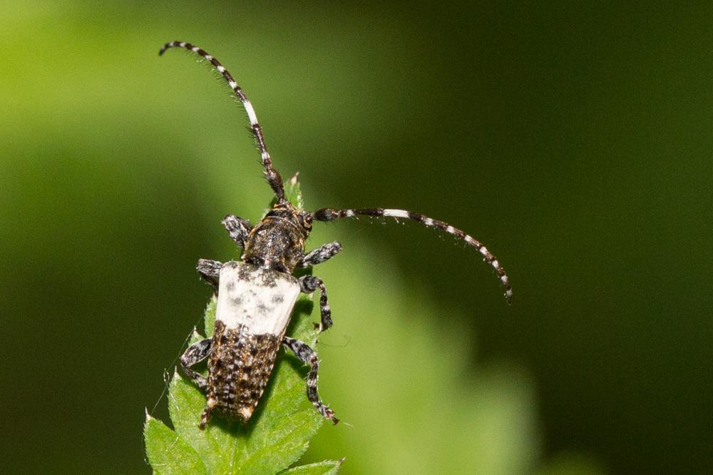Pogonocherus hispidulus (Piller & Mitterpacher, 1783)