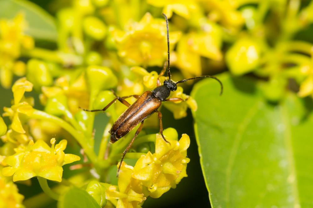 Alosterna tabacicolor (De Geer, 1775)
