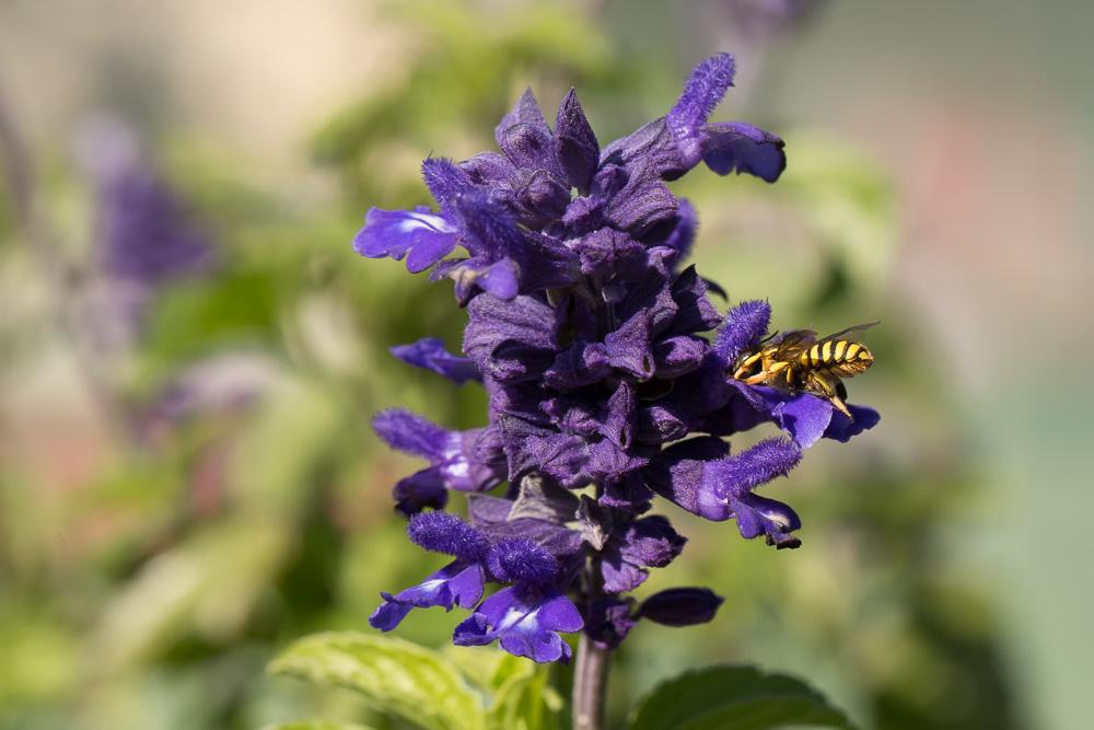 Abeille cotonnière, Anthidie cotonnière Anthidium manicatum (Linnaeus, 1758)