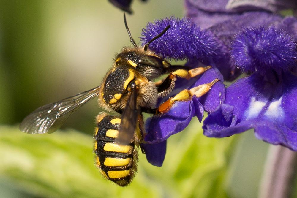 Abeille cotonnière, Anthidie cotonnière Anthidium manicatum (Linnaeus, 1758)