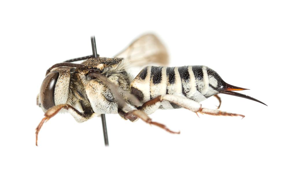 Coelioxys acanthura (Illiger, 1806)