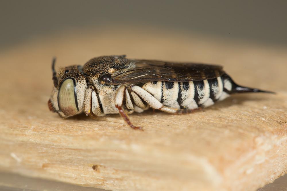 Coelioxys acanthura (Illiger, 1806)