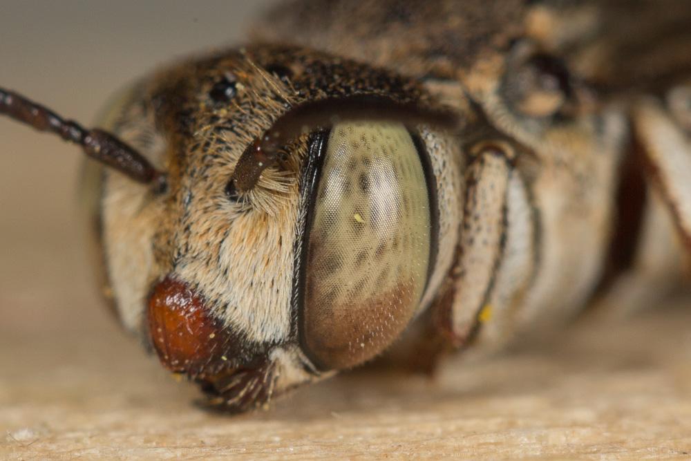  Coelioxys acanthura (Illiger, 1806)