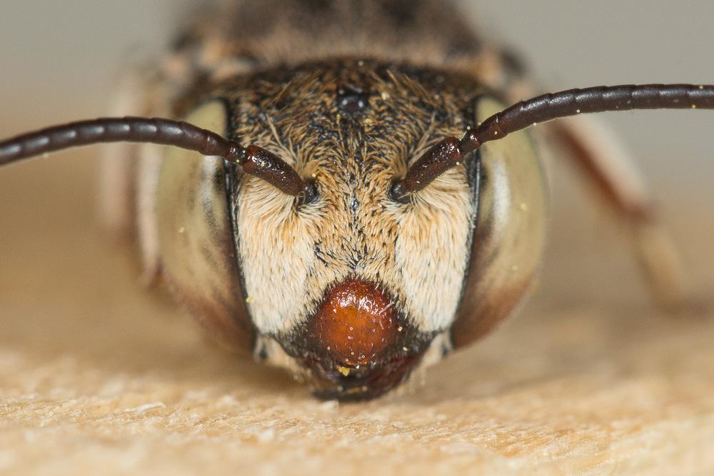  Coelioxys acanthura (Illiger, 1806)