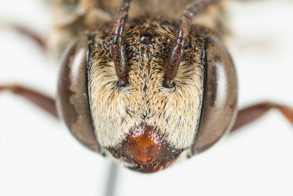  Coelioxys acanthura (Illiger, 1806)