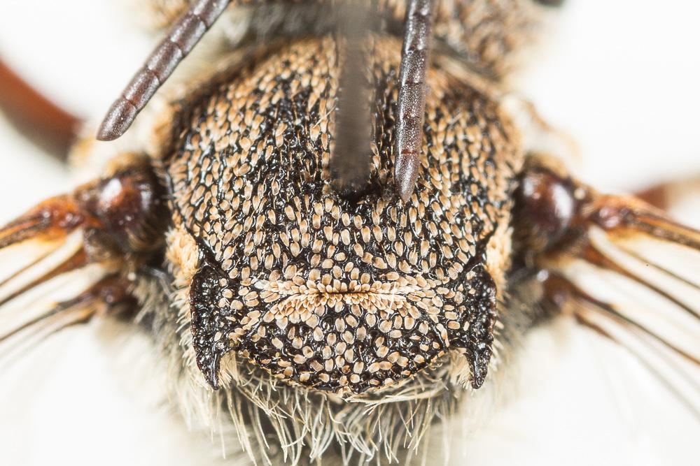  Coelioxys acanthura (Illiger, 1806)