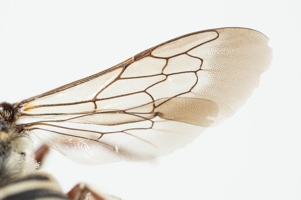  Coelioxys acanthura (Illiger, 1806)