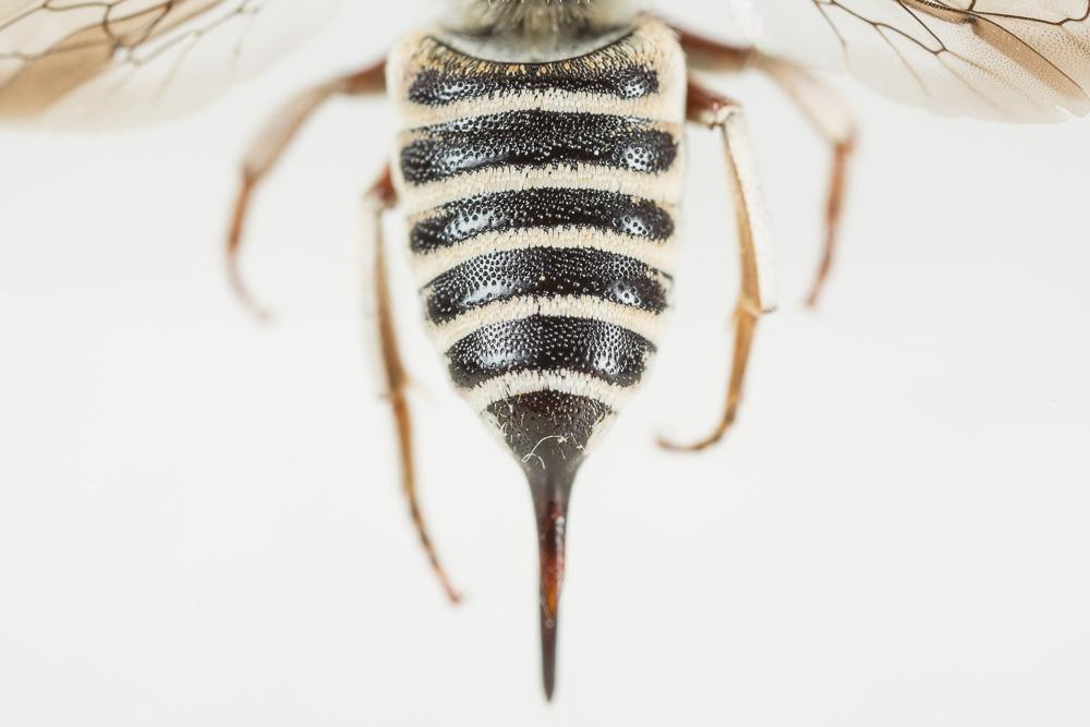 Coelioxys acanthura (Illiger, 1806)