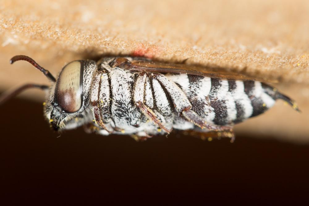  Coelioxys caudata Spinola, 1838